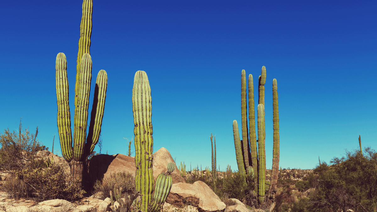 How to travel more sustainably in Mexico - Water to Go