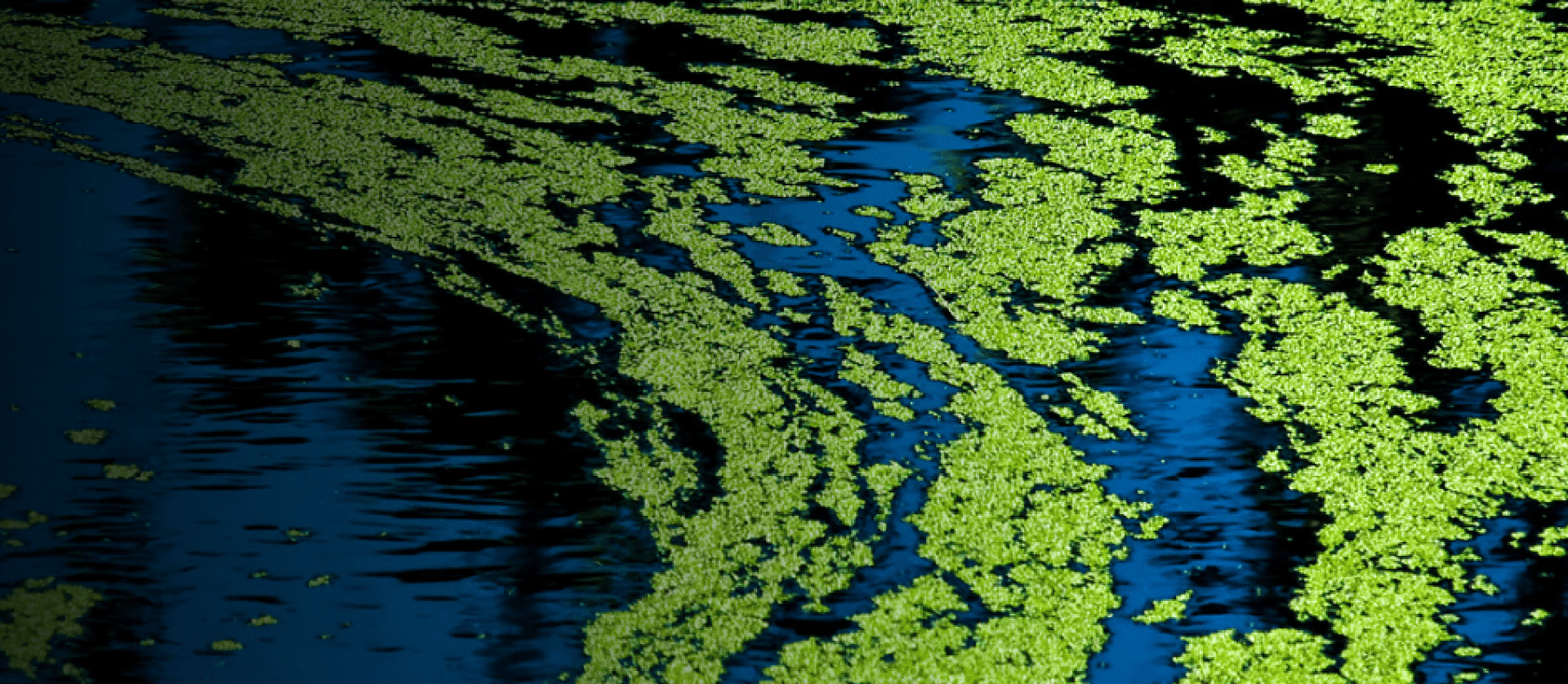 blue green algae