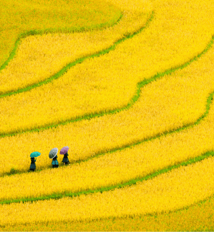 Vietnam field scene