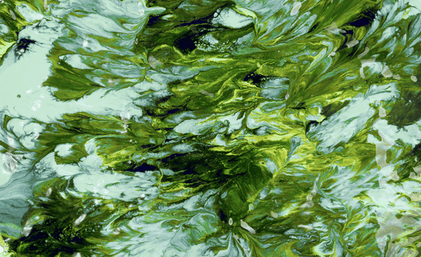 Up close image of blue green algae. 